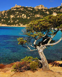 Đảo Corse